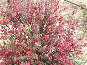 Tea tree grows everywhere in NZ, with hues of dark red through yellow and white. Honey from tea trees is said to have medicinal properties, and it fetches a premium price in the stores.